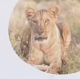 Fahlo lion QR Code