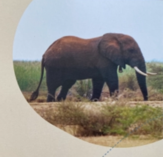 Fahlo elephant QR code free