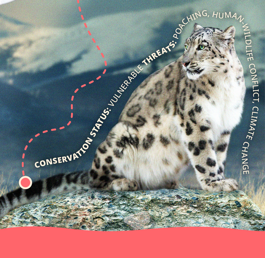 Fahlo Snow Leopard QR Codes